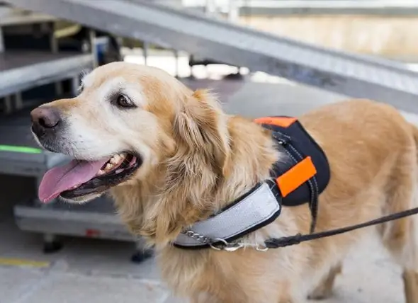 O Programa De Adoção De Caninos Da TSA Decolou