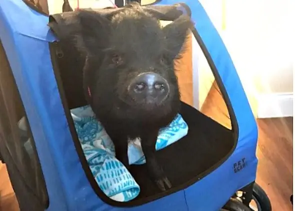 Blue The Therapy Pig Yaşlılara Neşe Ve Rahatlık Getiriyor