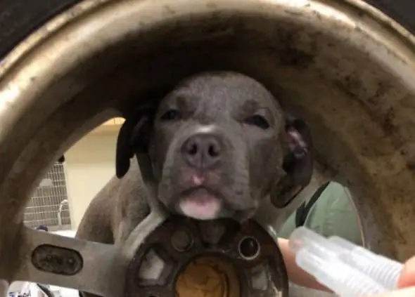 Cucciolo Liberato Dalla Gomma Dell'auto Dopo Essere Rimasto Bloccato Con La Testa