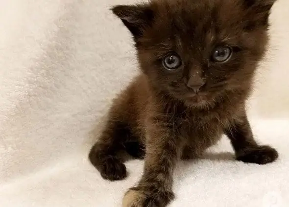 Γνωρίστε τον Burrito: The Extremely Rare Male Tortoiseshell Kitten