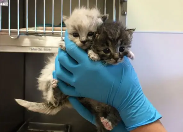 Anak Kucing Kecil Terperangkap Dalam Angkat Boom Yang Diselamatkan Oleh Pegawai Penyelamat Haiwan