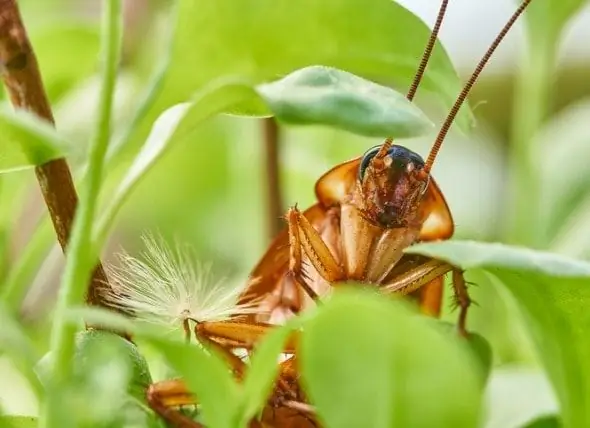 Chiama Ufficialmente Uno Scarafaggio Come Il Tuo Ex Per San Valentino