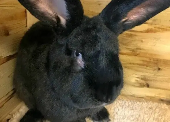 Simon The Giant Rabbit Stirbt Auf Mysteriöse Weise Auf Einem Flug Mit United Airlines