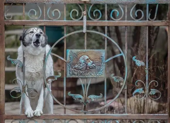 Honden Vallen Steeds Meer Postdragers Aan: Wat Ouders Van Huisdieren Kunnen Doen?