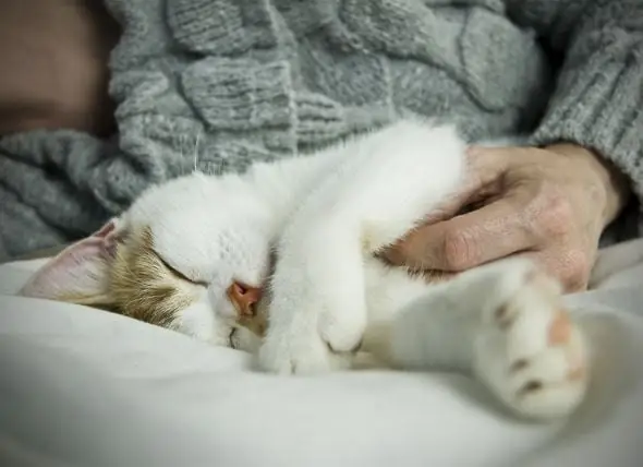 Uit Onderzoek Blijkt Dat Katten Er Echt Van Houden Om Met Mensen Om Te Gaan