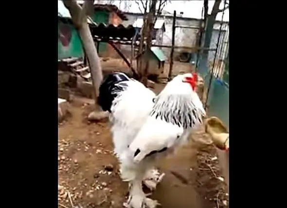 Che Cos'è Esattamente Quel Pollo Gigante Che Fa Schioccare Internet?