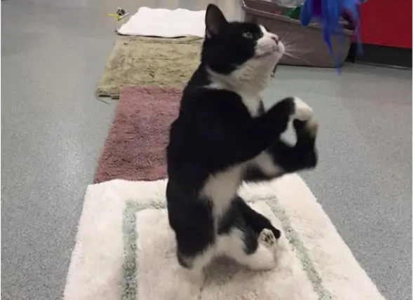 Le Chat Aux Pattes Malformées Obtient Enfin La Maison Aimante Qu'il Mérite