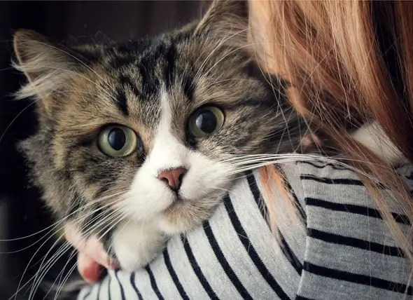 Varför Det Lönar Sig Att Vara En Kattdame: Studier Visar Att Kvinnliga Kattägare Gynnar Mest Av Att Ha Ett Husdjur