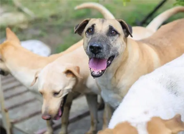 Köpək Qripinə Qarşı Aşılama: Köpeğinizə Ehtiyac Varmı?