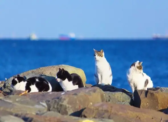 Une étude Révèle Que Les Chats Sauvages Couvrent Désormais Près De 100 % De L'Australie