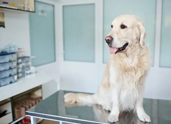 Paano Gumawa Ng Isang Vet Appointment: Mga Tip Mula Sa Iba Pang Bahagi Ng Desk