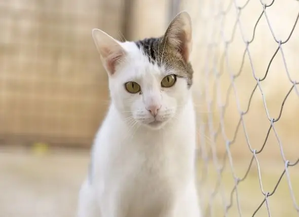 45 Katter I New York City Shelter Infisert Med Sjelden Fugleinfluensa