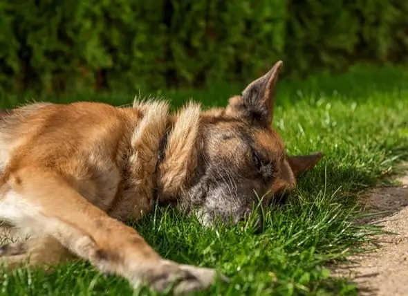 Kök Hücreler Köpek Osteoartritini Tedavi Edebilir Mi?