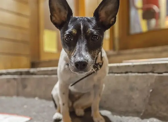 Müssen Jagdhunde Jagen, Um Glücklich Zu Sein?