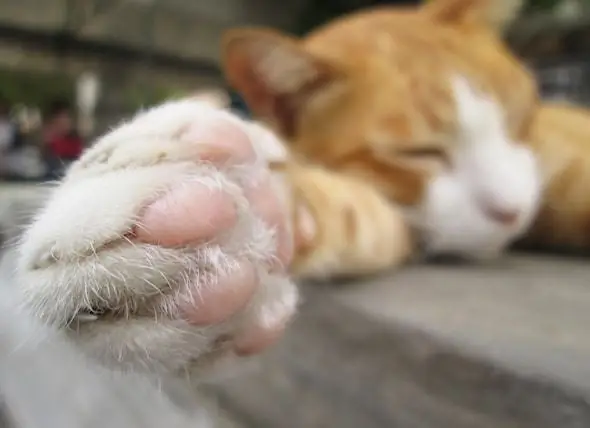 New Jersey Assembly Panel Godkjenner Cat Declawing Ban