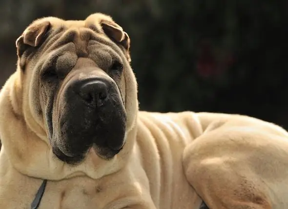 Er Zullen Nieuwe Tests Worden Uitgevoerd Voor Een Ernstige Ziekte Die Shar-Peis Treft