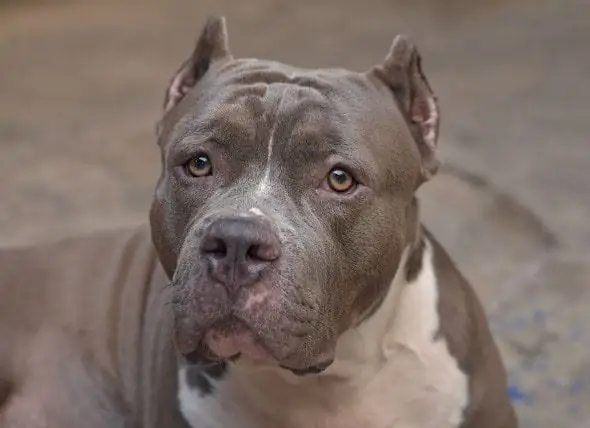 Montreal Mengesahkan Hukum Kontroversial Untuk Melarang Pit Bull Dan Breed Serupa Similar