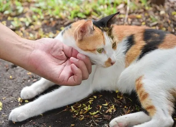 Nova Saznanja O Bolesti Ogrebotina Mačaka Koje Bi Svaki Roditelj Trebao Znati