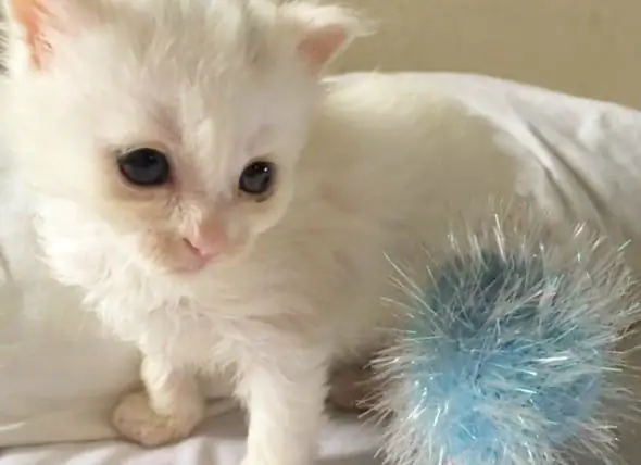 Coconut Le Chaton, D'abandonné à Sauvé Et En Plein Essor