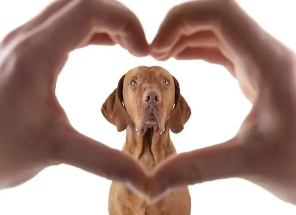 Kajian Mendapati Anjing Bukan Sahaja Memahami Apa Yang Kita Katakan, Tetapi Bagaimana Kita Mengatakannya