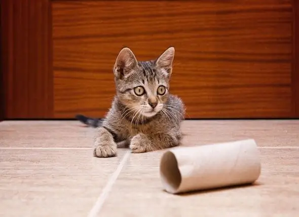 Çocuk Tarafından Tuvalete Atılan Yavru Kedi Mucizevi Bir Şekilde Kurtarıldı