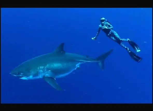 Ocean Ramsey și One Ocean Diving Team înoată Cu Cel Mai Mare Rechin Alb înregistrat Vreodată