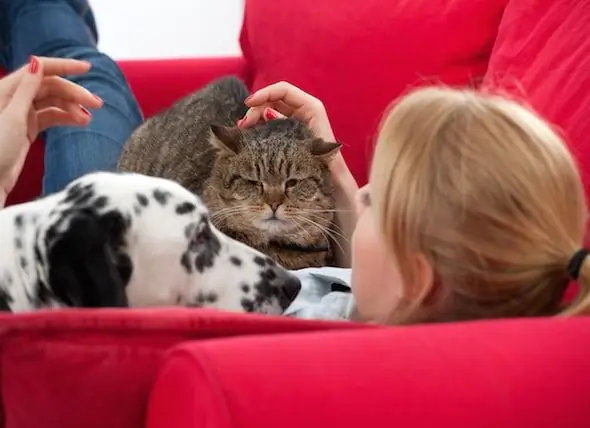 Pessoas Com Cães Vs. Pessoas Com Gatos: O Que Este Estudo Do Facebook Descobriu Pode Surpreendê-lo