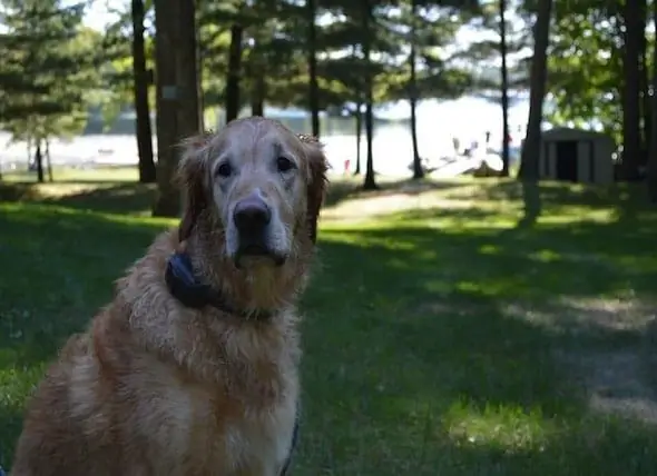 Un Chien De Chasse Récupère Complètement Après Avoir Ingéré Une Brochette En Bois