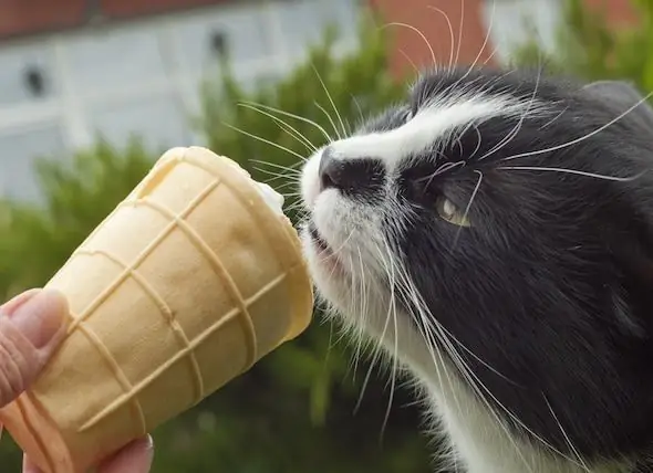 Dostávajú Mačky V Skutočnosti „mrazenie Mozgu“, Keď Jedia Studené Pochúťky?