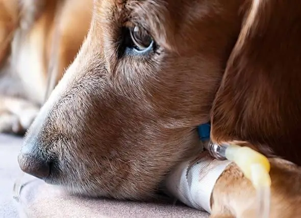 Le Traitement Du Cancer Pour Les Chiens Et Les Chats Est Une Question De Qualité De Vie