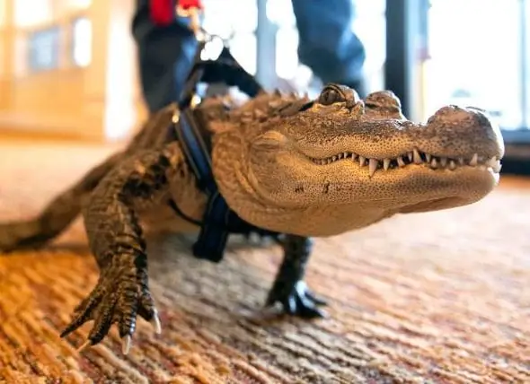 Man Uit Pennsylvania Houdt Gator Als Dier Voor Emotionele Steun