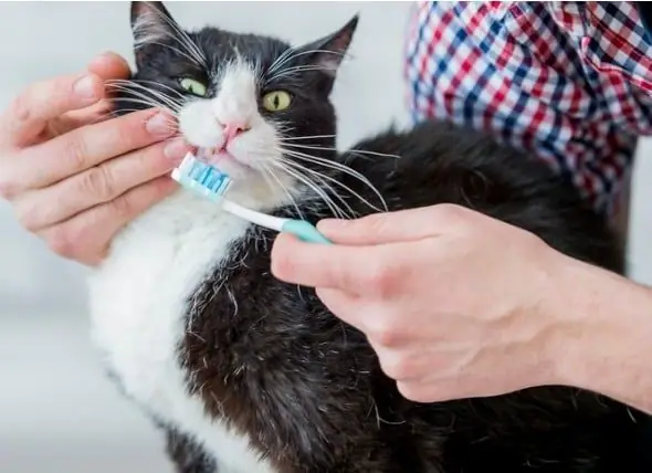 Quanto Spesso Dovresti Spazzolare I Denti Del Cane E I Denti Del Gatto?