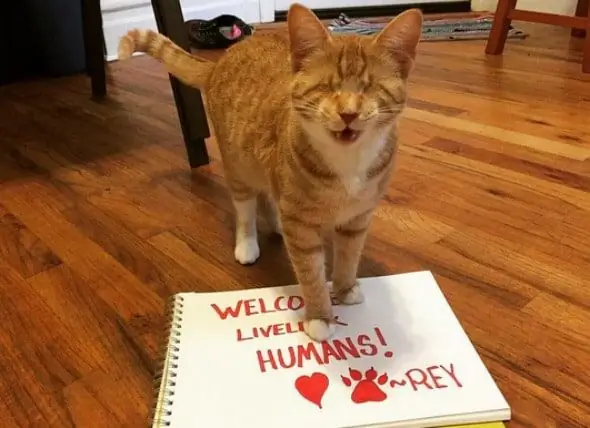 Rey The Blind Cat: Un Recordatori Que Tots Els Felins Són Resistents I Dignes D’una Casa Amorosa