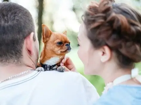 Leave Paw-ternity: Aquesta Tendència Dels Pares De Mascotes Del Regne Unit Farà El Seu Camí Cap Als Estats Units?