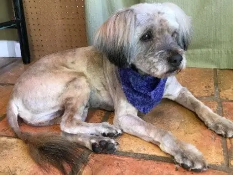 Cachorro Sem Teto Encontra Segurança Depois De Três Anos Nas Ruas