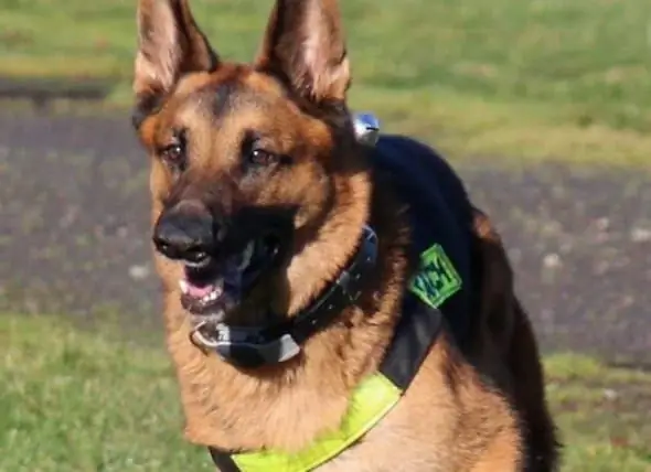 Toplum Ameliyata İhtiyacı Olan Köpeğe Yardım Etmek İçin Uzandı