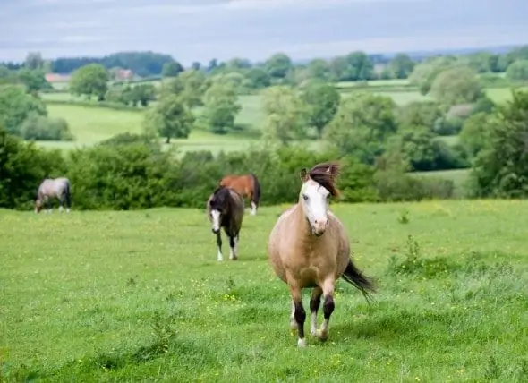 Britse Dierenartsen Waarschuwen Ruiters Over Toenemend Aantal Paarden Met Overgewicht