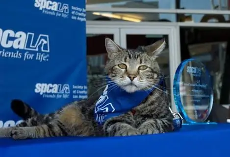 Tara Si Kucing Pahlawan Dianugerahi Penghargaan Anjing Pahlawan Nasional