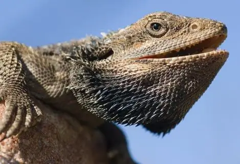 Drakono Driežai Reaguoja į Klimato Pokyčius Keisdami Lytį