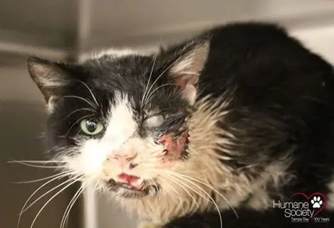 "Zombie Cat" Sopravvive Miracolosamente A Un Incidente D'auto E Viene Sepolto Vivo A