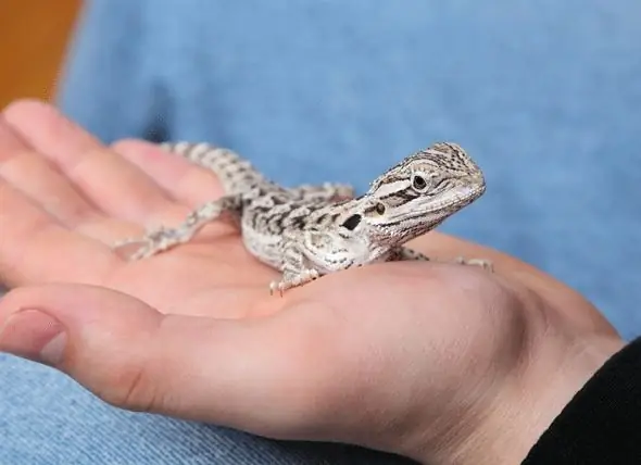 L'estudi Troba Rèptils Per A Mascotes Que Presenten Risc Per A La Salut Dels Nens