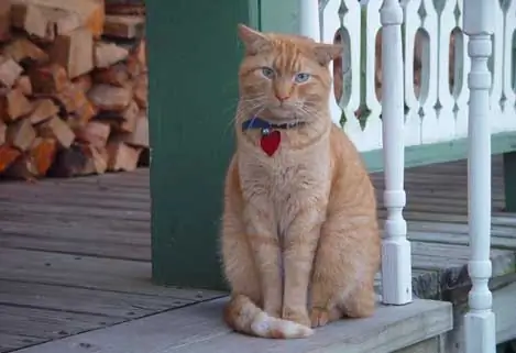 L’afecte Per A Les Delícies Pot Haver Ajudat Els Gats A Convertir-se En Mascotes