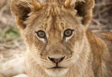 Lion Cub Forlatt Av Foreldre, Tatt Inn Av Sheepdog Mom