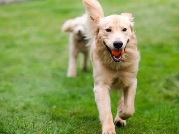 Köpeğiniz Digər Itlərə Qarşı Qısqancdır, öyrənmə Tapıntıları