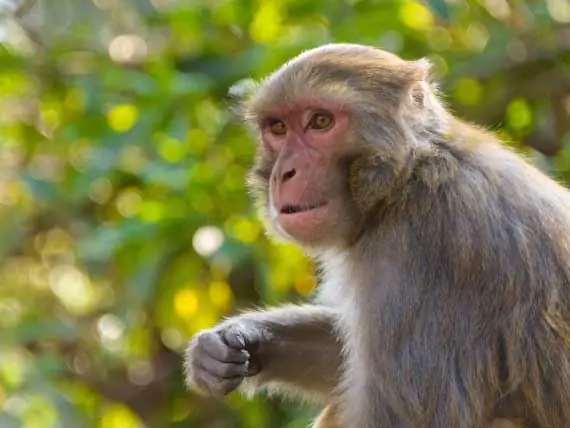 Hindistan Macaque Təhlükəsi Ilə Mübarizə Aparmaq üçün Maskalı Meymun Adamları Işə Götürür