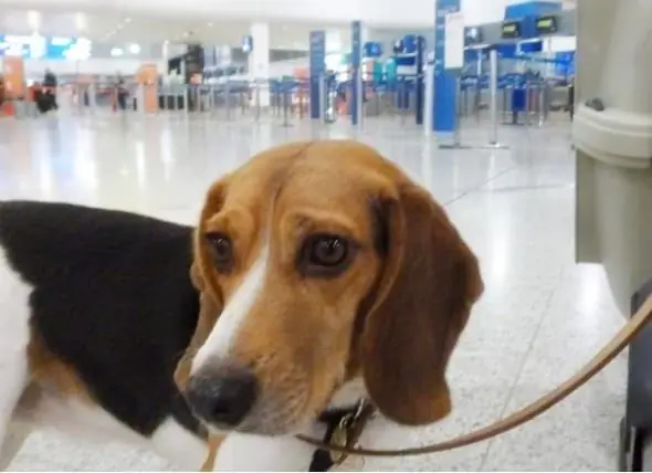 TSA Glaubt, Dass Hunde Mit Schlappohren Freundlicher Aussehen (und Die Wissenschaft Sagt, Dass Sie Möglicherweise Nicht Falsch Liegen)