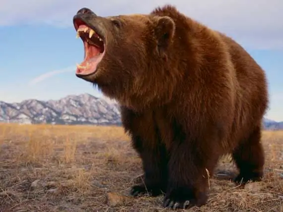 Troeteldier Hond Red Japannese Seun Van Bear Attack