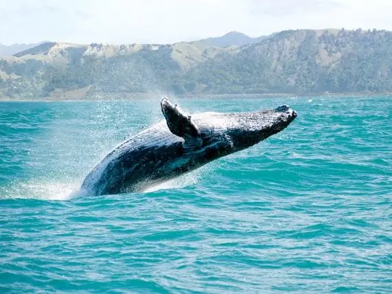 Japón Inicia La Primera Caza De Ballenas Desde La Sentencia De La Corte De La ONU