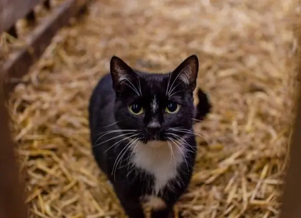 Ang Mga Residente Ng NYC Ay Pinagtibay Ang Feral Cats Bilang Working Cats Upang I-save Ang Mga Ito Mula Sa Euthanasia