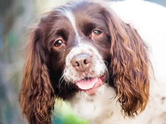 Hund Sparar ägare Från Kvävning Till Döds